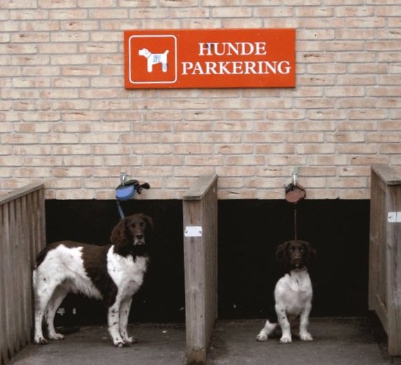 Hunde Parkering