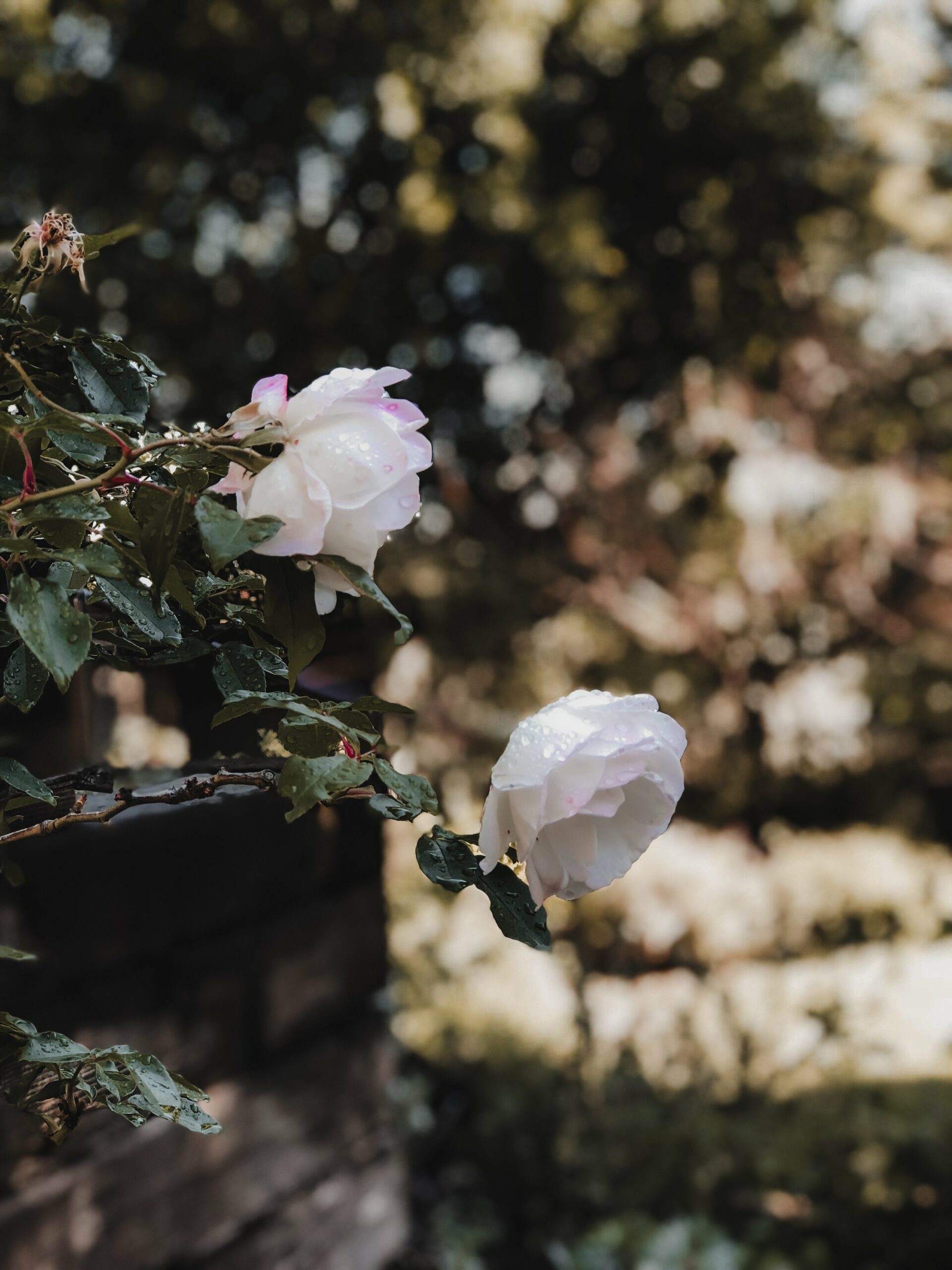 She talked to the flowers